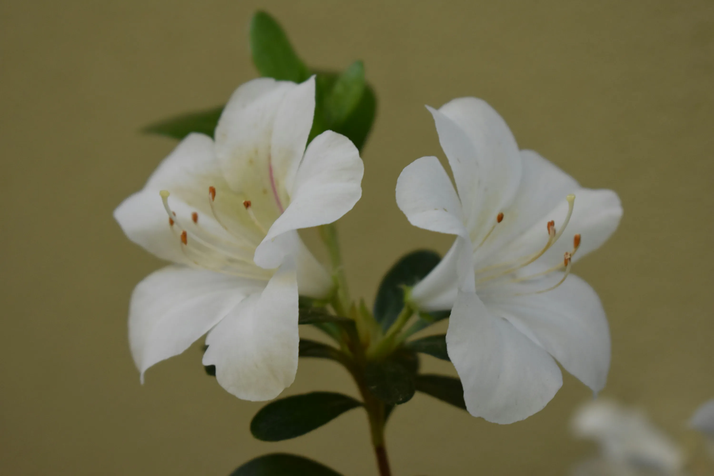 Gardenia med vita blommor