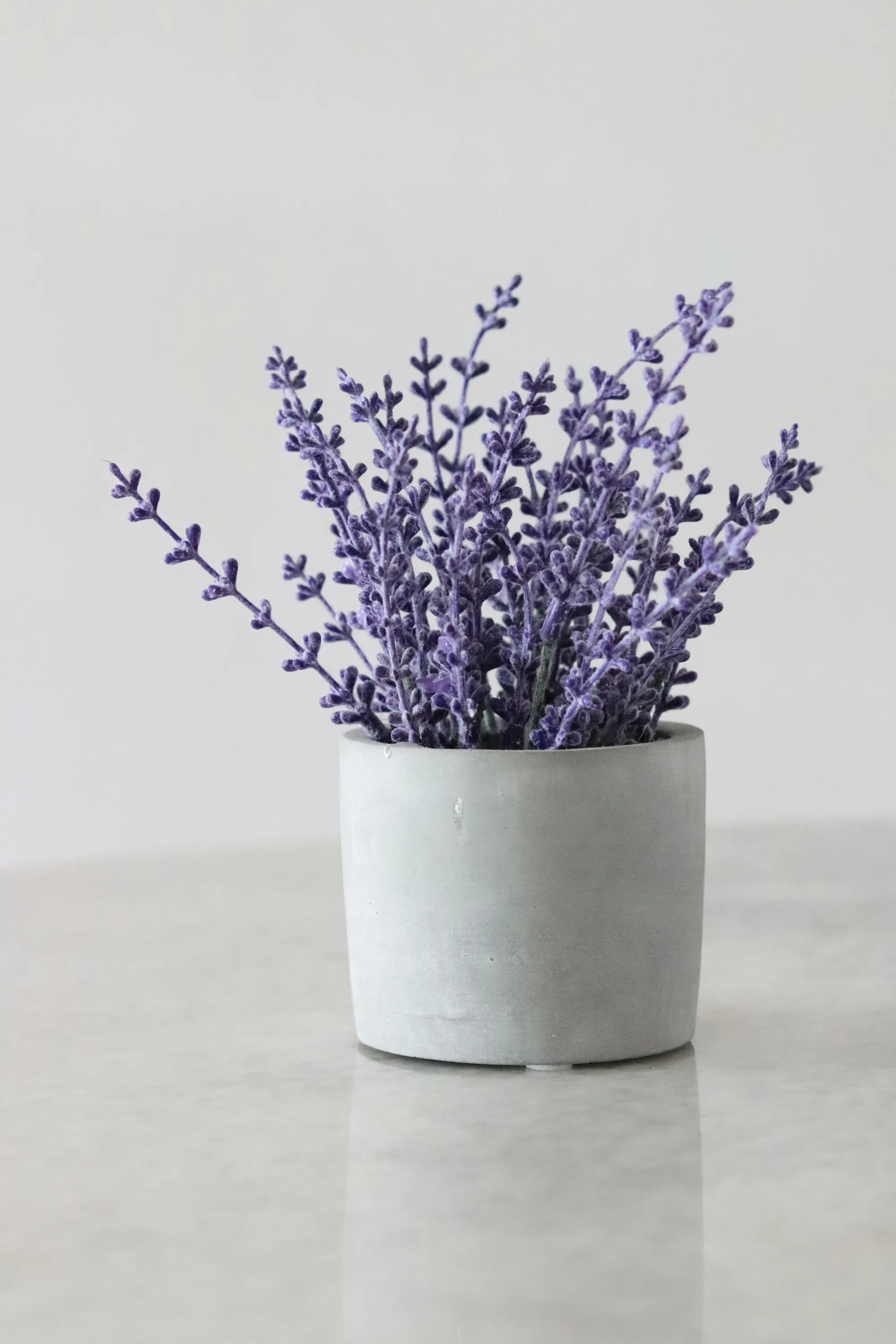 Bild på en lavendel i kruga