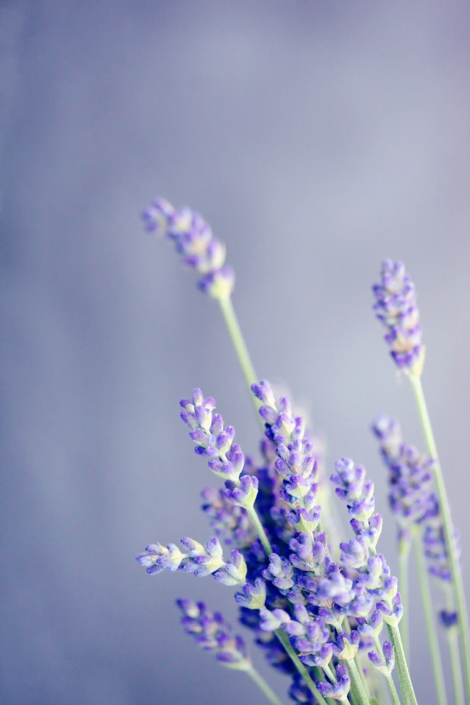Lavendel