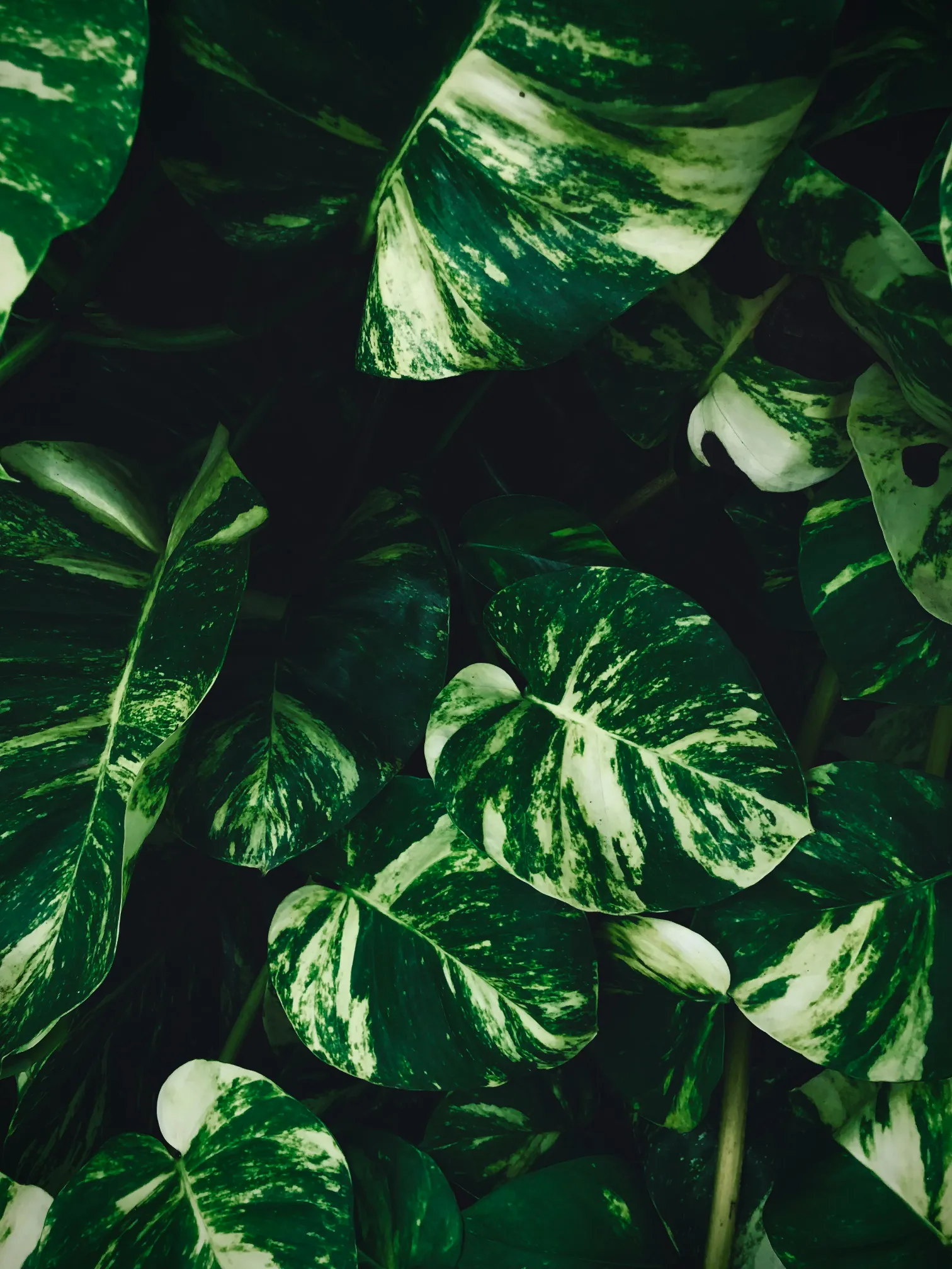 Monstera med stora blad