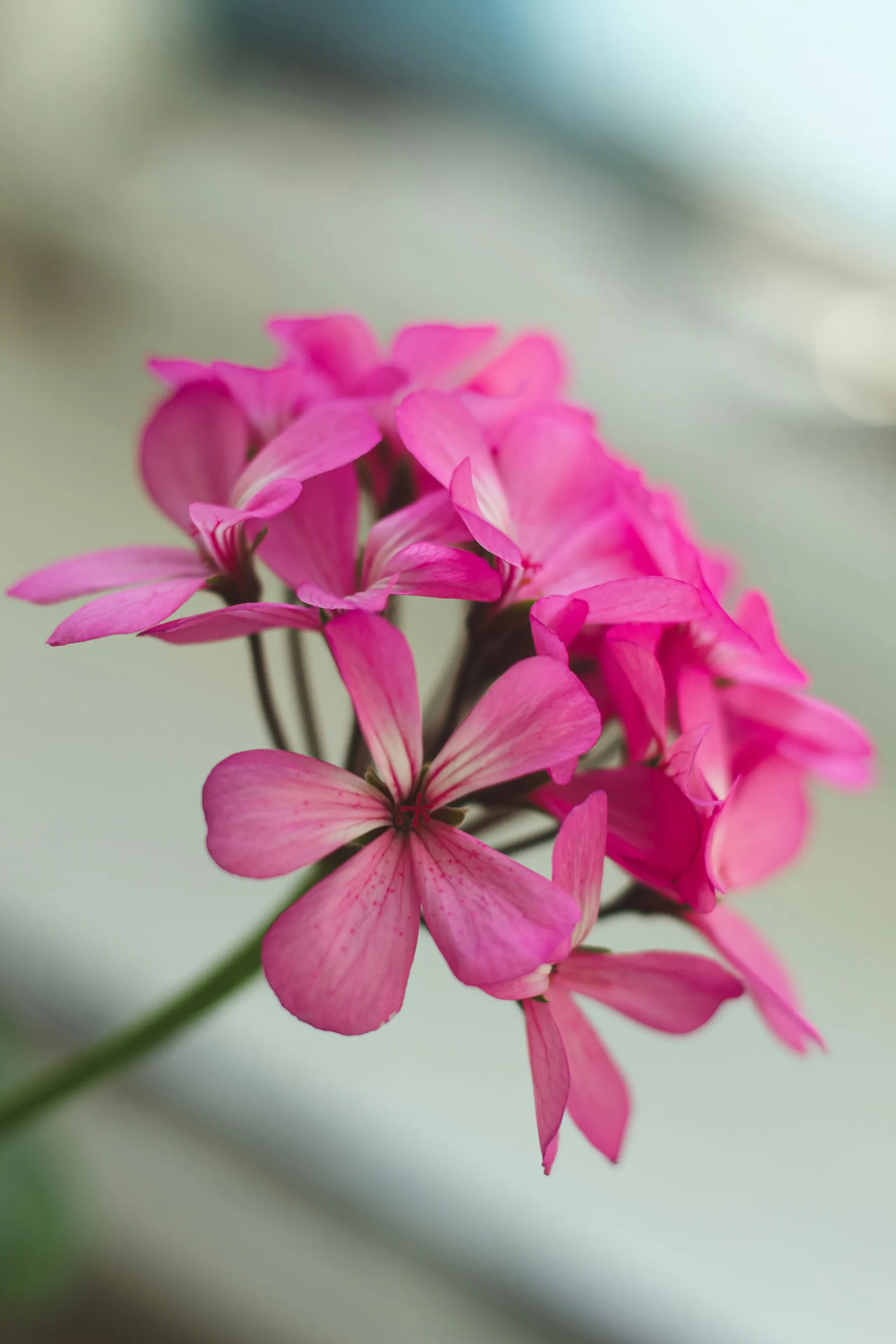 Rodblommande pelargon