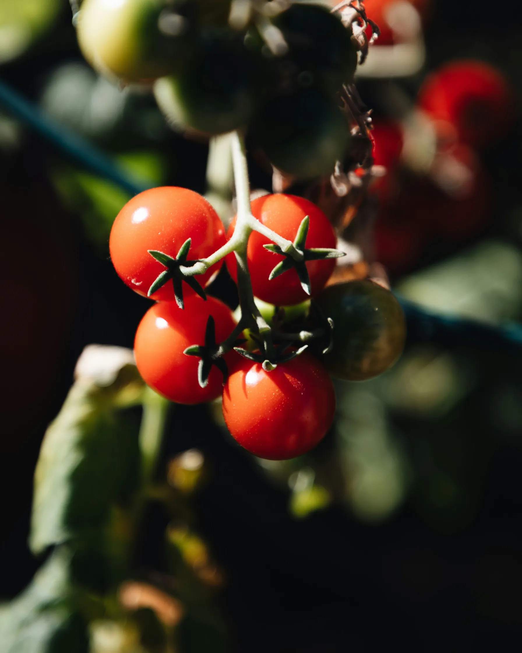 Tomatplanta med små tomater